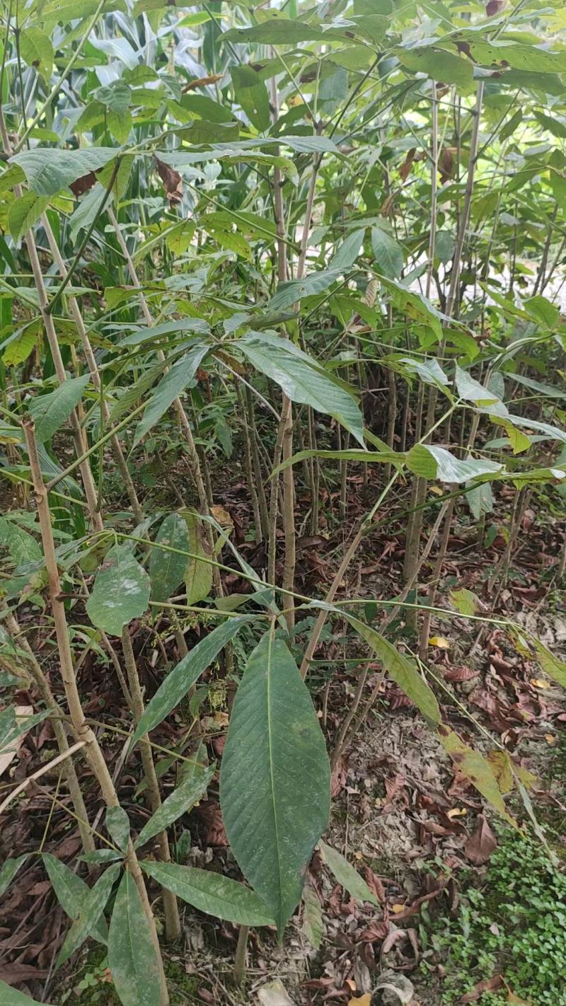 七叶树发财树大量现货规格齐全免费提供种植技术