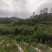 七叶树发财树大量现货规格齐全免费提供种植技术