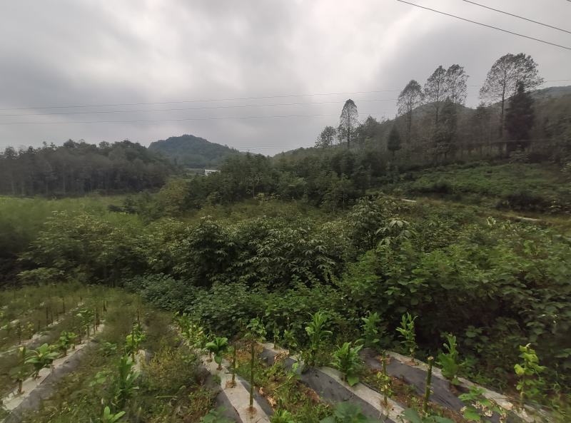 七叶树发财树大量现货规格齐全免费提供种植技术