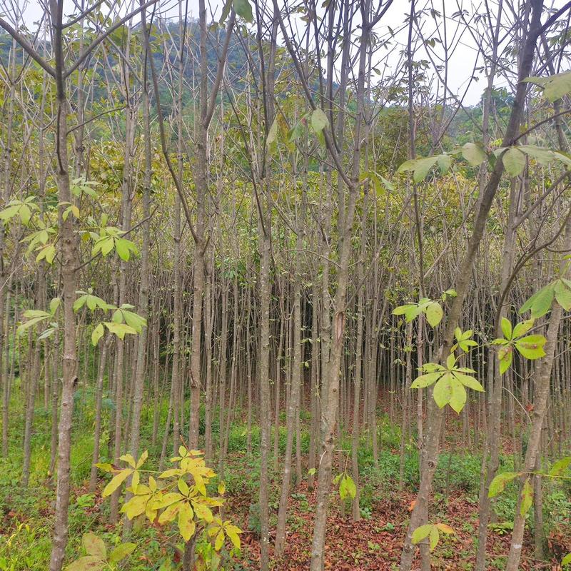 七叶树发财树大量现货规格齐全免费提供种植技术
