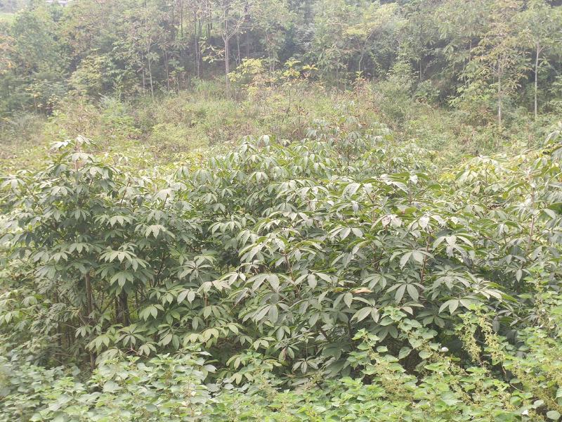 七叶树发财树大量现货规格齐全免费提供种植技术