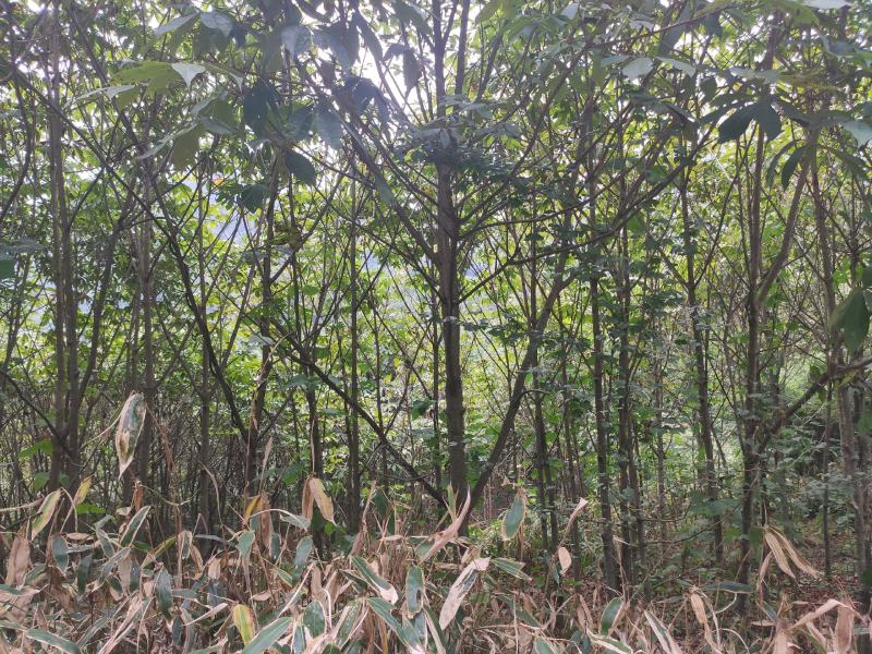 七叶树发财树大量现货规格齐全免费提供种植技术