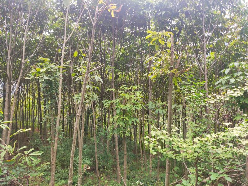 七叶树发财树大量现货规格齐全免费提供种植技术