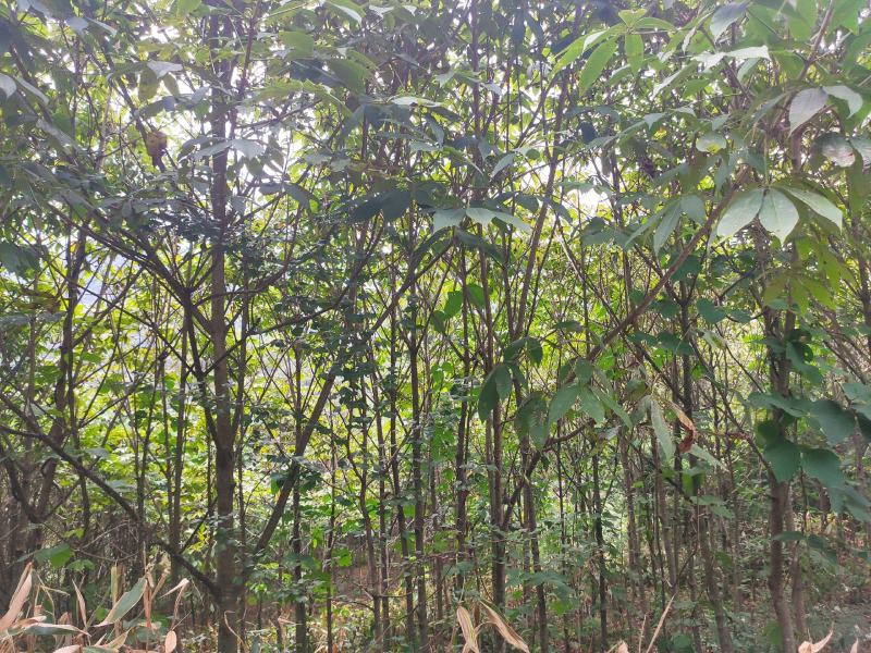 七叶树发财树大量现货规格齐全免费提供种植技术
