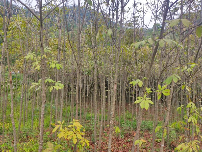 七叶树发财树大量现货规格齐全免费提供种植技术