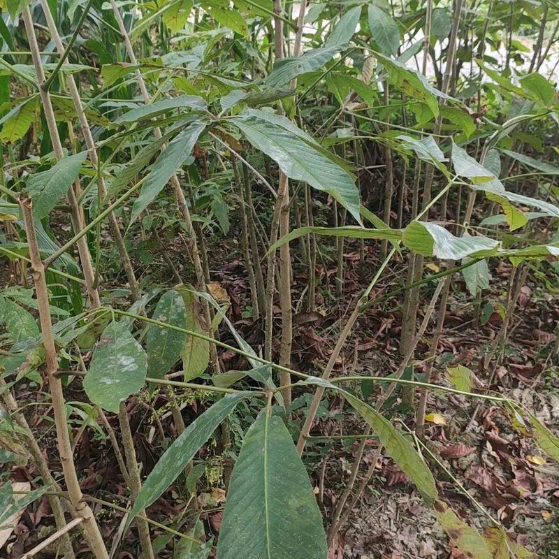 七叶树发财树大量现货规格齐全免费提供种植技术