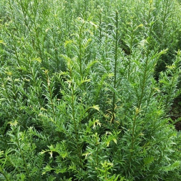 红豆杉南方红豆杉规格齐全大量现货免费提供种植技术