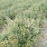 红豆杉南方红豆杉规格齐全大量现货免费提供种植技术