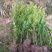红豆杉南方红豆杉规格齐全大量现货免费提供种植技术