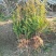 红豆杉南方红豆杉规格齐全大量现货免费提供种植技术