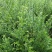 红豆杉南方红豆杉规格齐全大量现货免费提供种植技术