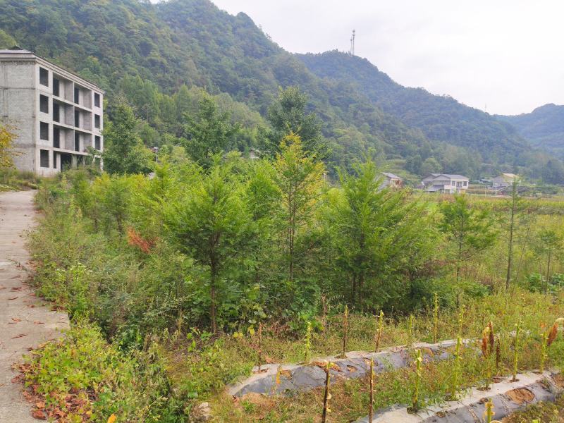 红豆杉南方红豆杉规格齐全大量现货免费提供种植技术