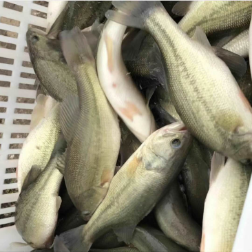 加州鲈