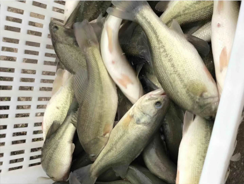 加州鲈