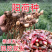 阳荷种现挖现发洋荷基地直发品种好洋荷种