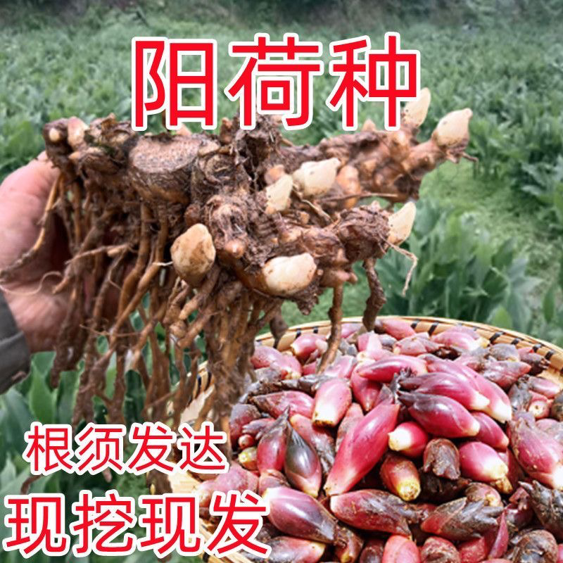 阳荷种现挖现发洋荷基地直发品种好洋荷种