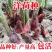 阳荷种现挖现发洋荷基地直发品种好洋荷种