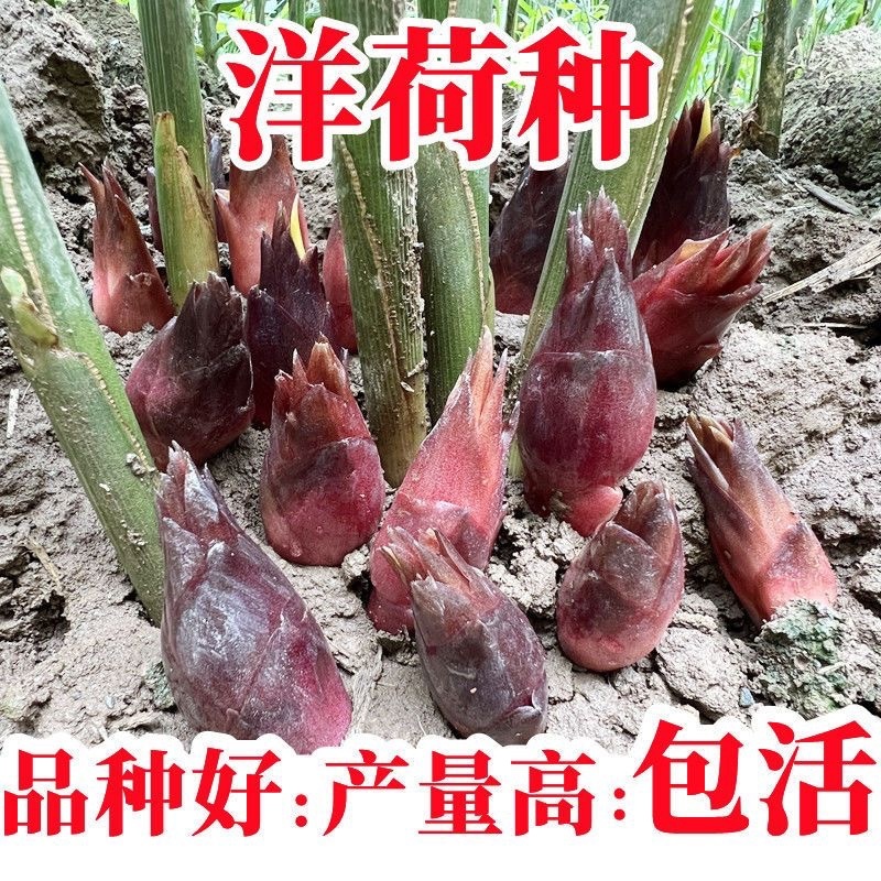 阳荷种现挖现发洋荷基地直发品种好洋荷种