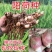 阳荷种现挖现发洋荷基地直发品种好洋荷种