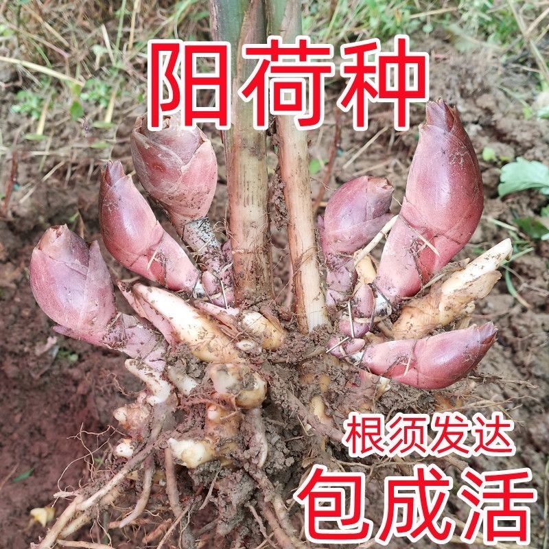 阳荷种现挖现发洋荷基地直发品种好洋荷种
