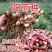 阳荷种现挖现发洋荷基地直发品种好洋荷种
