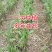 阳荷种现挖现发洋荷基地直发品种好洋荷种