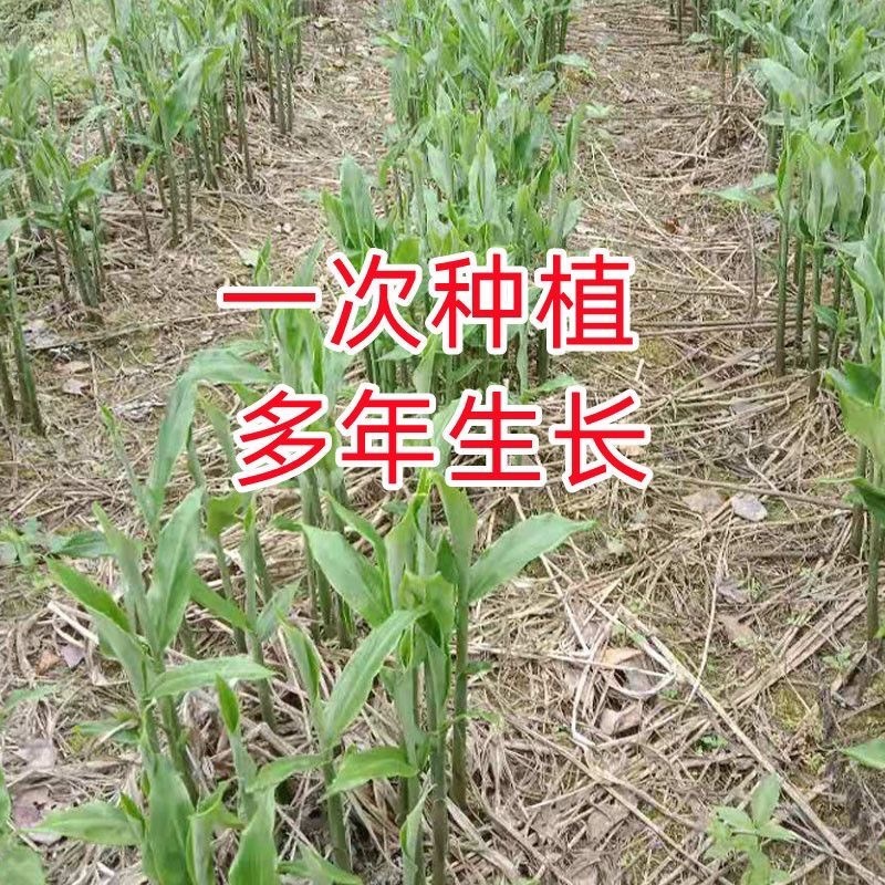 阳荷种现挖现发洋荷基地直发品种好洋荷种
