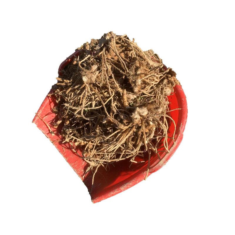 阳荷种现挖现发洋荷基地直发品种好洋荷种