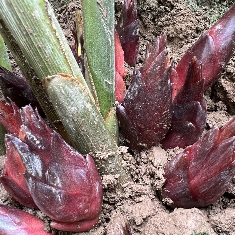 阳荷种现挖现发洋荷基地直发品种好洋荷种