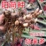阳荷种现挖现发洋荷基地直发品种好洋荷种
