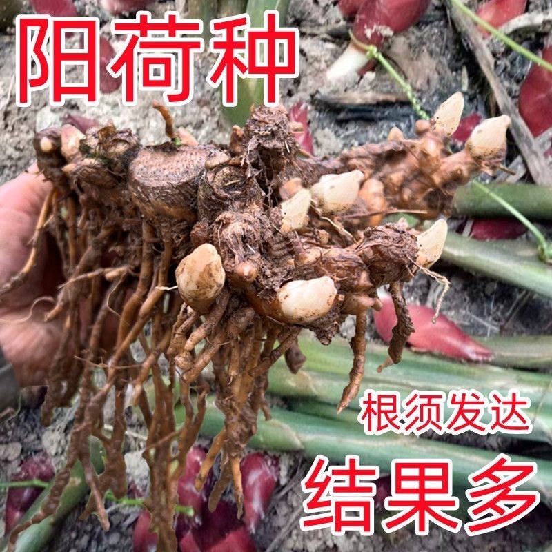 阳荷种现挖现发洋荷基地直发品种好洋荷种