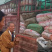 阳荷种现挖现发洋荷基地直发品种好洋荷种
