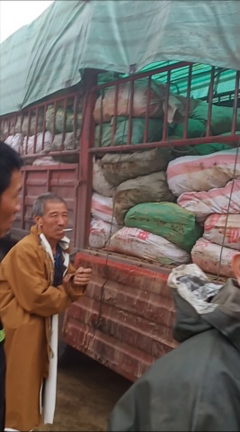 阳荷种现挖现发洋荷基地直发品种好洋荷种