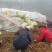 阳荷种现挖现发洋荷基地直发品种好洋荷种