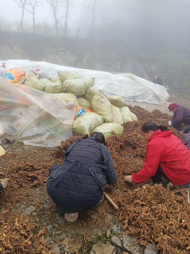阳荷种现挖现发洋荷基地直发品种好洋荷种