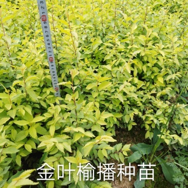 金叶榆播种小苗、金叶榆怀苗、金叶榆球冠幅1米。
