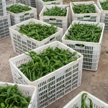 甘肃高原夏菜定西精品辣椒陇椒，航玉，大贯长度好，颜色正