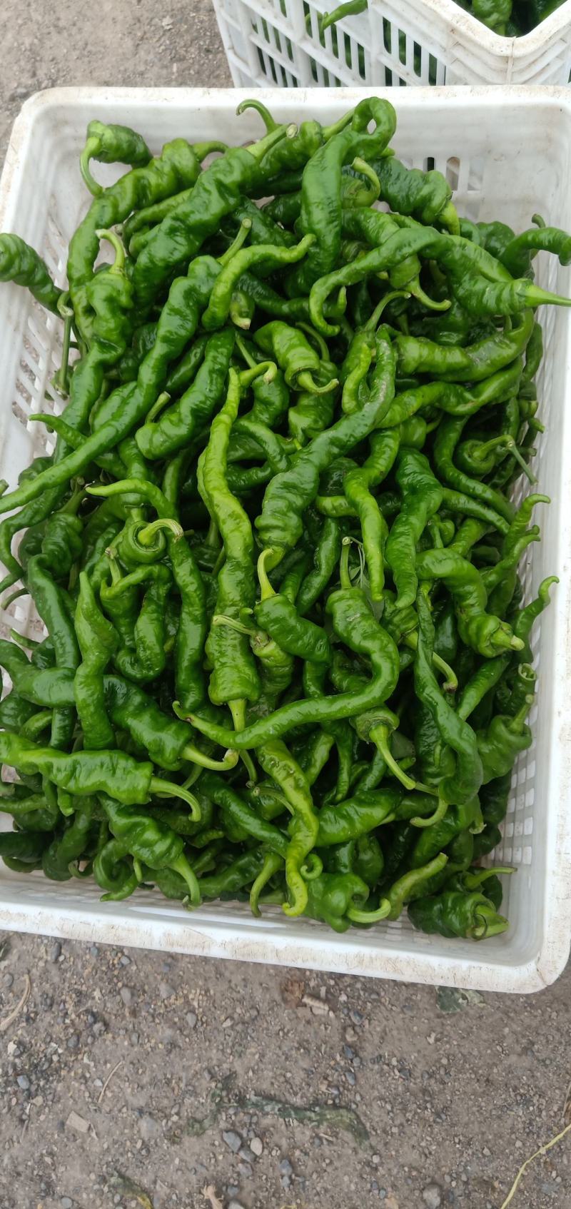 甘肃高原夏菜定西精品辣椒陇椒，航玉，大贯长度好，颜色正