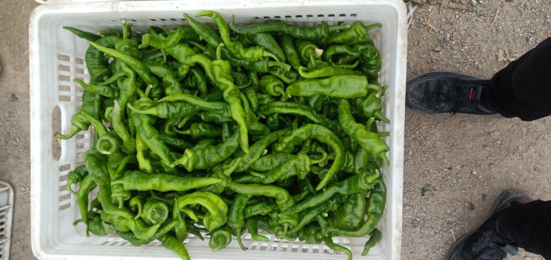 甘肃高原夏菜定西精品辣椒陇椒，航玉，大贯长度好，颜色正