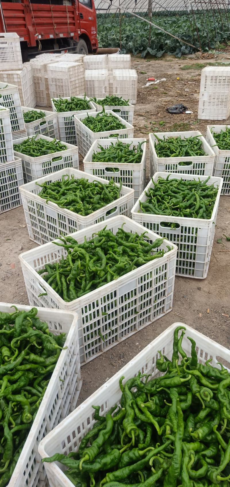 甘肃高原夏菜定西精品辣椒陇椒，航玉，大贯长度好，颜色正