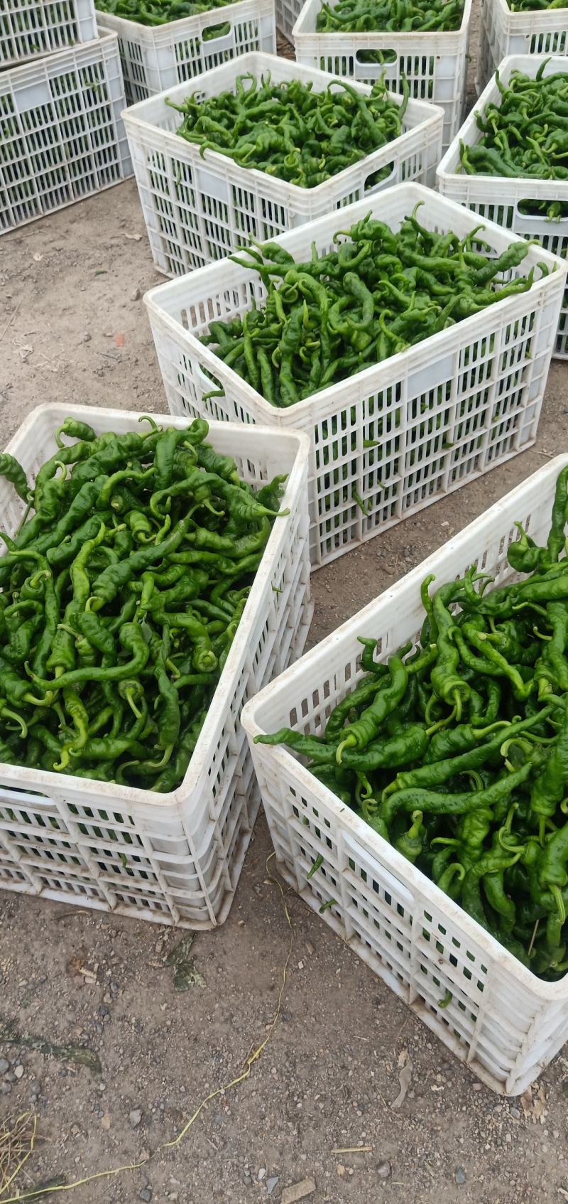 甘肃高原夏菜定西精品辣椒陇椒，航玉，大贯长度好，颜色正