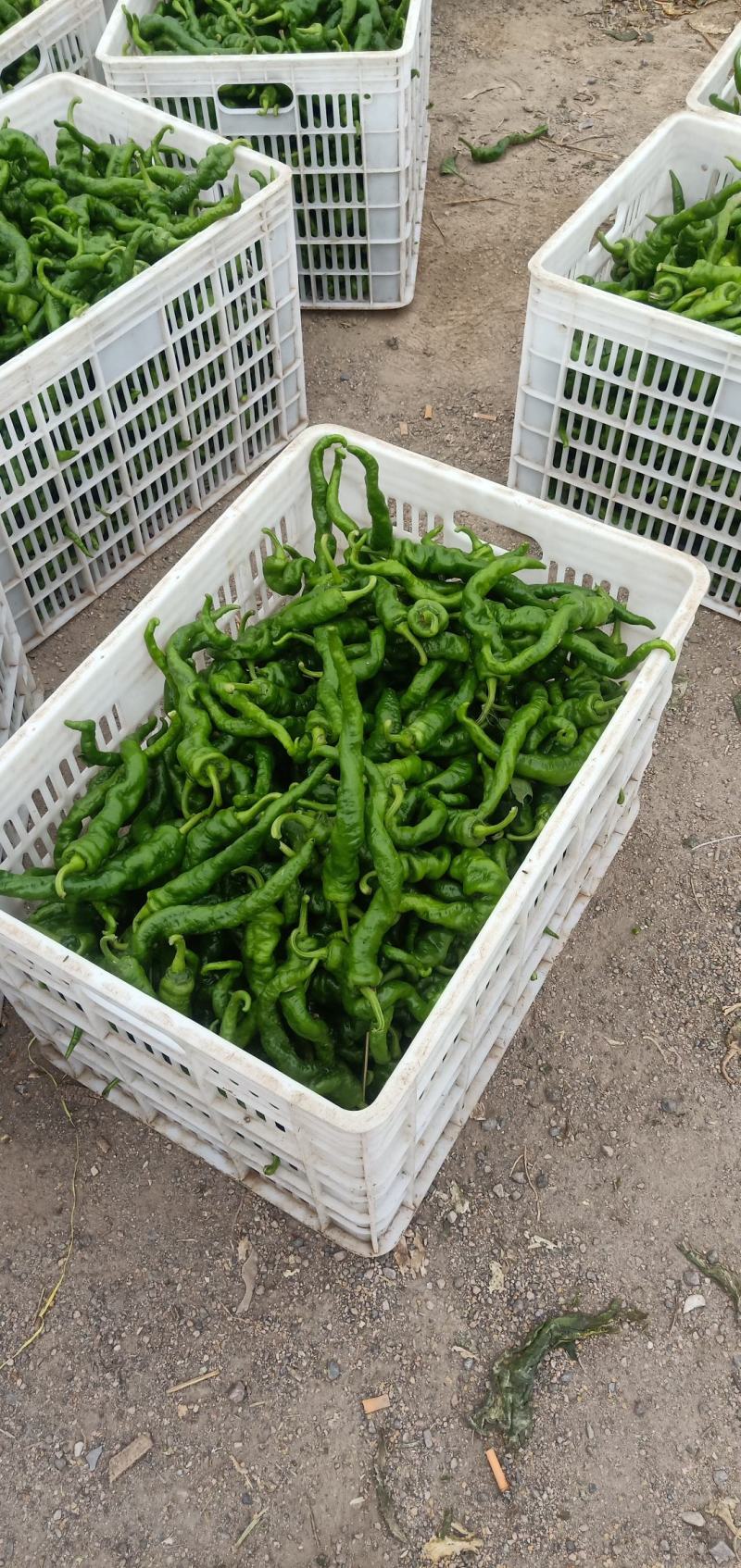 甘肃高原夏菜定西精品辣椒陇椒，航玉，大贯长度好，颜色正