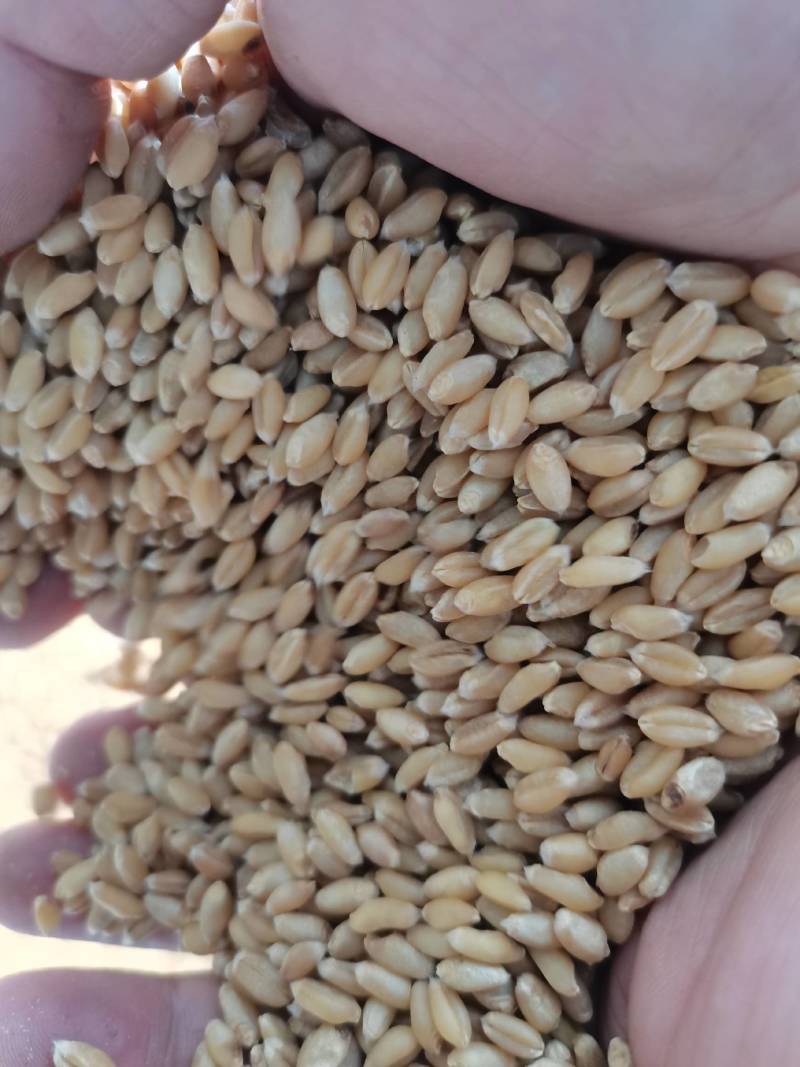 小麦汉中优质小麦质量优。一手货源，欢迎新老客户接洽。