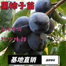 黑柿子树苗嫁接树苗当年结果现挖现发南北方均可种植结果包邮