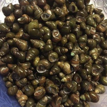 广东精品螺蛳