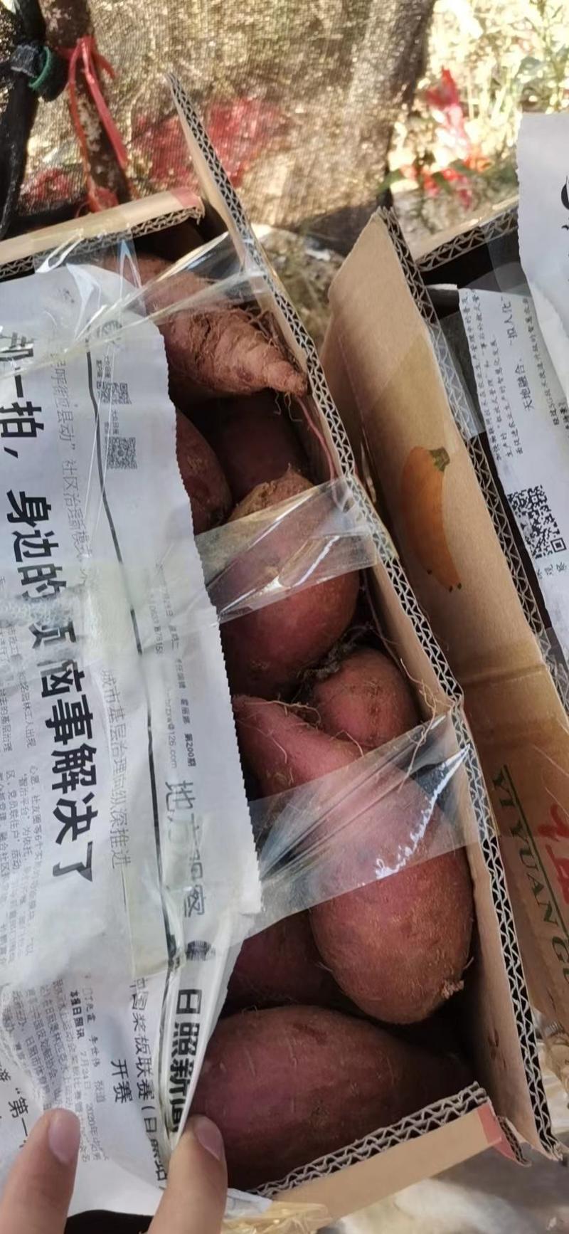济薯26板栗红薯蜜薯市场电商加工厂烟薯紫薯西瓜红一件代发