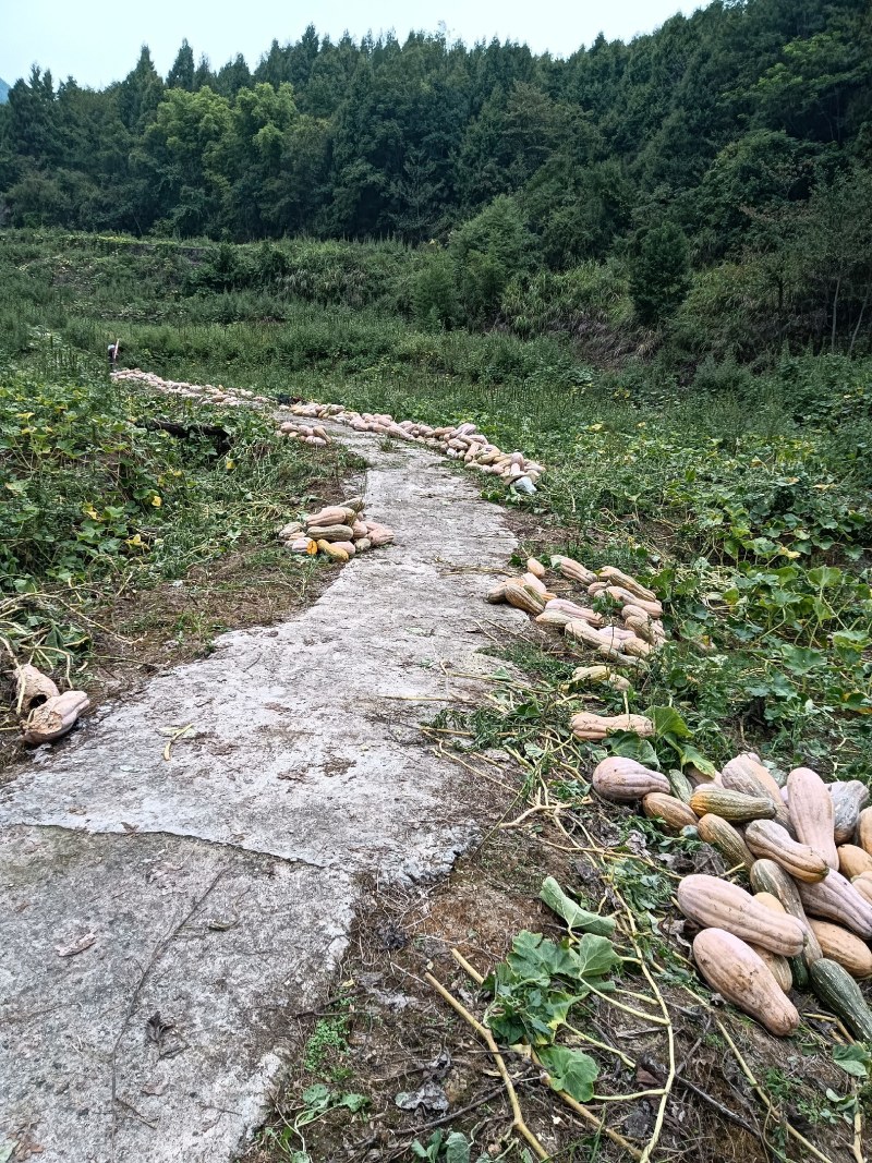 欧冠密本南瓜