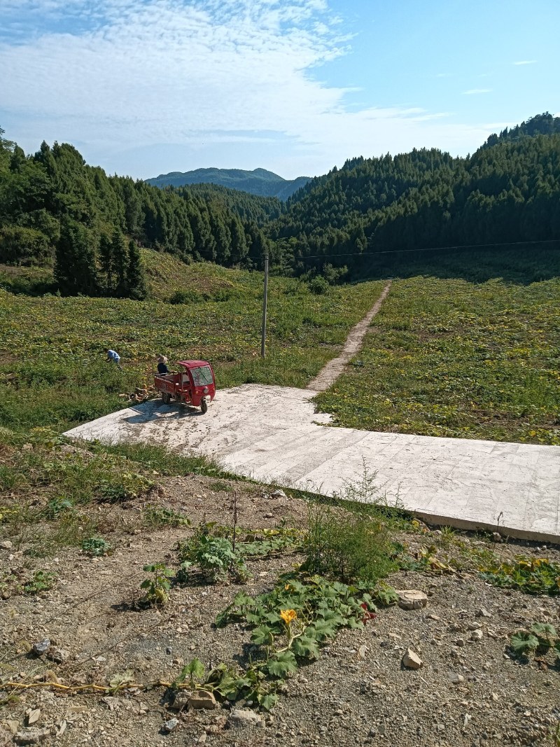 欧冠密本南瓜