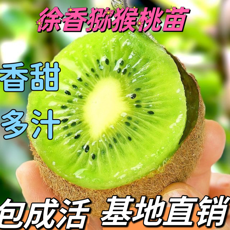正宗猕猴桃品种徐香猕猴桃苗绿芯猕猴桃自花授粉下单现挖包邮