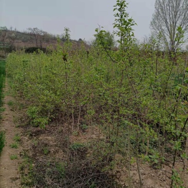 杜梨苗～多次断根移植苗，根系发达，现挖现发，保湿发货。